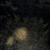 [MODE] TPF=2
[CLUT] X=-1, Y=-1, W=-1, H=-1
[IMAGE] X=0, Y=0, W=320, H=240
[STP] OTHERS=0, BLACK=0