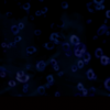 BS_FOCUS_02